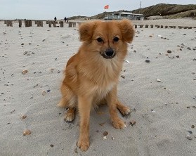 Catch me if you can - beach trip with dog