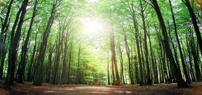 Spaziergang im Granitz Wald | Grand Hotel Binz - Insel Rügen | Ostsee |