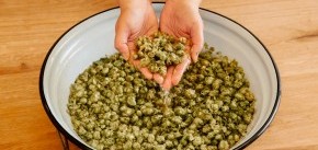 Hopfen-DerEisvogel-BadGögging-Niederbayern