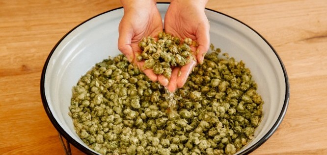 Hopfen-DerEisvogel-BadGögging-Niederbayern