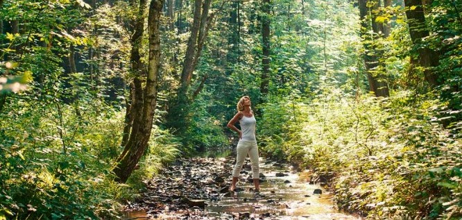 Sommermorgen im Wald | Hotel Heinz - Westerwald
