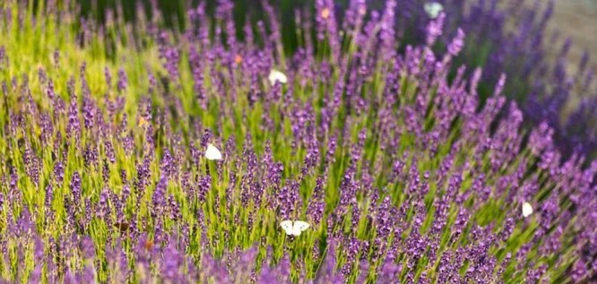 Schmetterling in blühenden Lavendelsträuchern in Menschels Vitalresort, Naheland, Meddersheim, Bad Sobernheim  