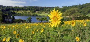 Sonnenblumen-Feld am Schalkenmehrener Maar bei Michels Wohlfühlhotel, Rheinland-Pfalz, Vulkan-Eifel, Schalkenmehren