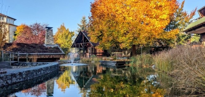 Herbstlich leuchtender Baum am Schlossteich – Wellnesshotel Seeschlößchen | Privat-SPA & Naturresort – Niederlausitz/Brandenburg