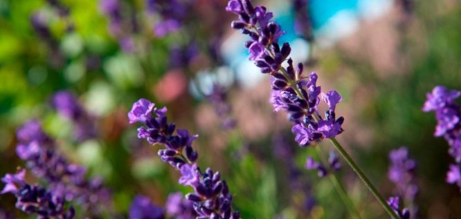 Flieder am Außenpool im Wellnesshotel Seeschlößchen | Privat-SPA & Naturresort – Niederlausitz/Brandenburg