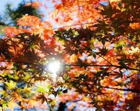 Der Herbst zeigt sich in seinen bunten Farben!