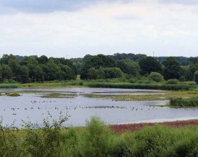 Relax on the wet meadows in the Muensterland