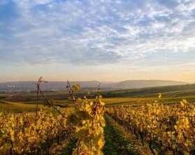 Wanderung durch die Weinberge im Naheland