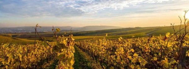 Hiking through the vineyards of the Naheland