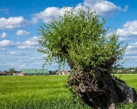 Entspannung in der grünen Natur der Niederlausitz