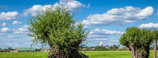 Entspannung in der grünen Natur der Niederlausitz