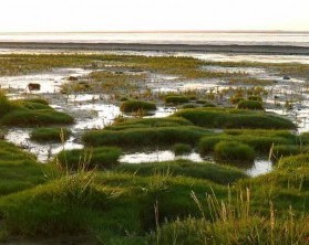 Wellness mit Sicht auf die Seegraswiesen an der Nordsee