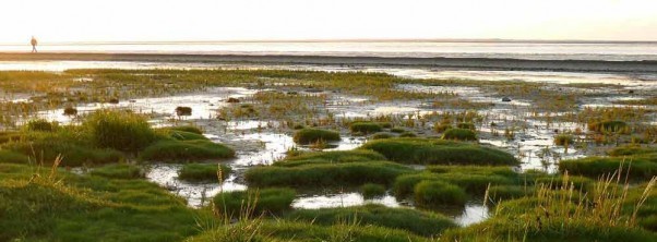 Wellness with view of the seagrass meadows on the North Sea