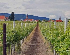 Wellness zwischen den Weinbergen der Pfalz