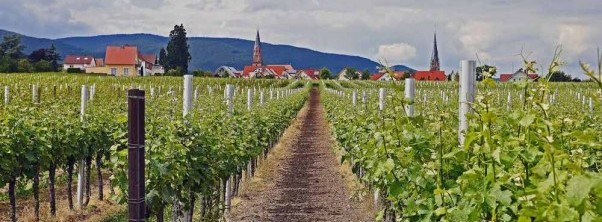 Wellness between the vineyards of the Palatinate region