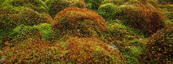 The Hunsrueck High Forest National Park promises invigoration & regeneration